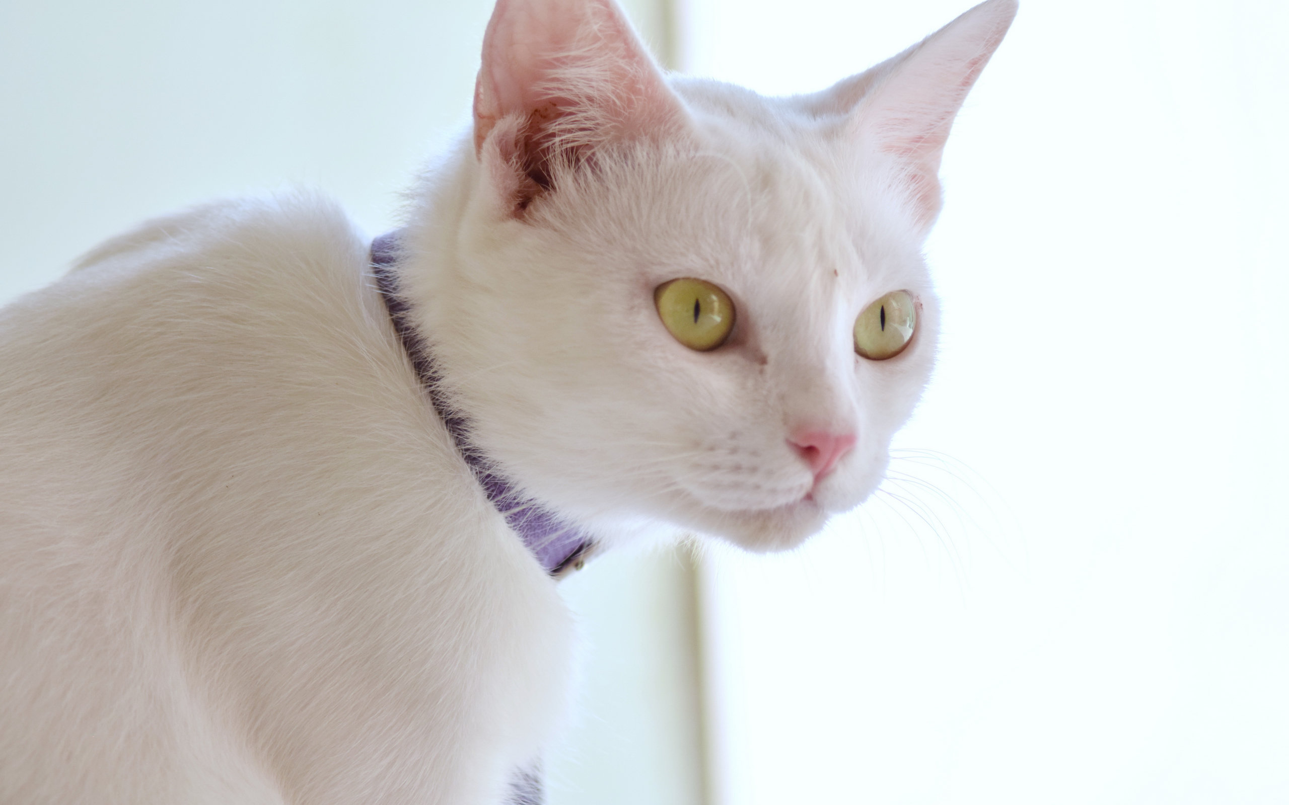 白色小猫咪图片素材高清桌面壁纸