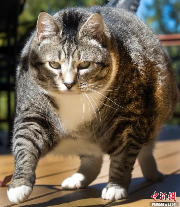 美国胖猫重达14公斤成重量级网红