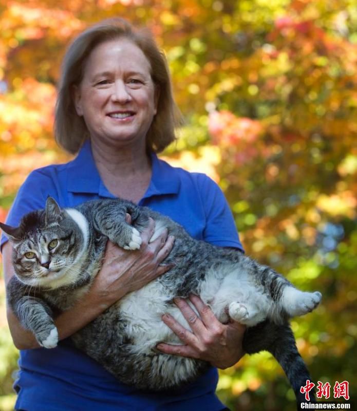 美国胖猫重达14公斤成重量级网红