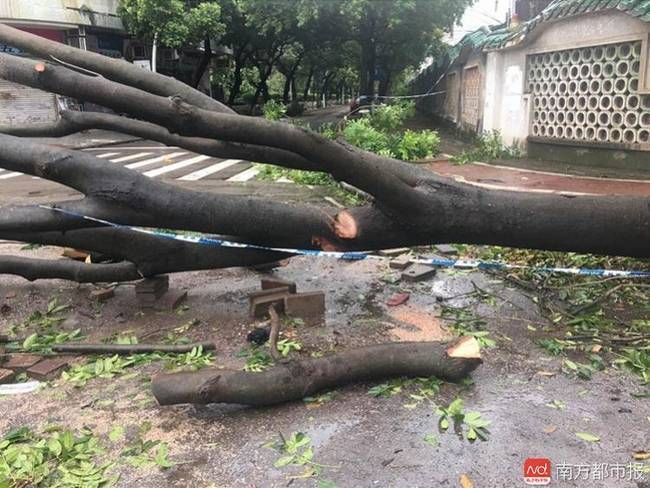 台风天鸽来袭广东女子连人带车被大树砸中 不幸身亡