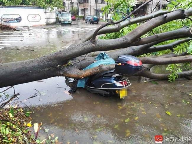 台风天鸽来袭广东女子连人带车被大树砸中 不幸身亡