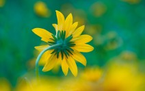 黄色花卉摄影图片高清电脑壁纸