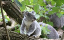 澳大利亚树袋熊