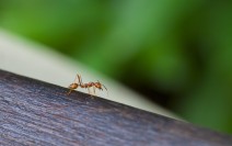 小蚂蚁素材图片高清电脑桌面图片
