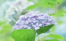 2017年11月唯美小清新花卉图片日历壁纸