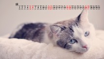2019年1月萌宠猫咪动物桌面日历壁纸